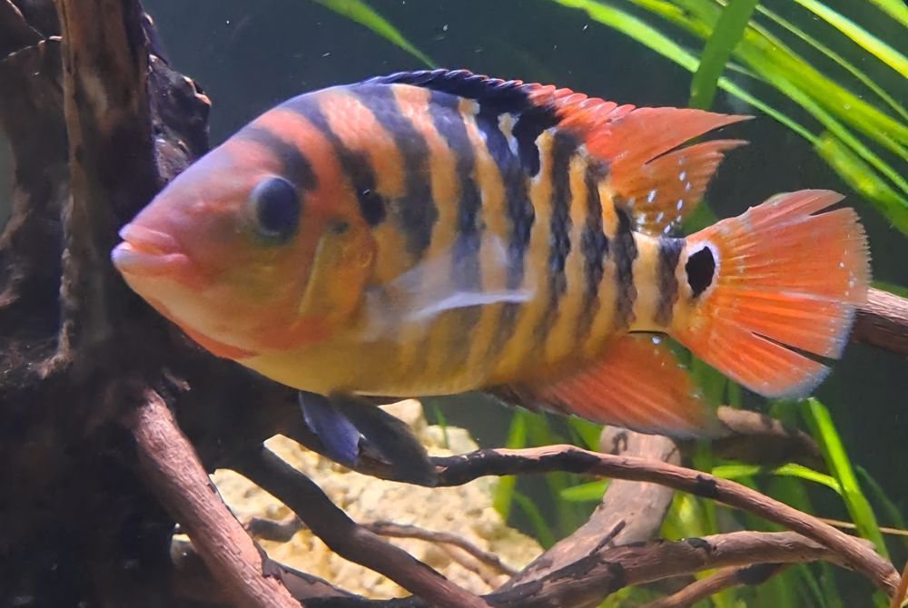 Vendo cicledeos americanos