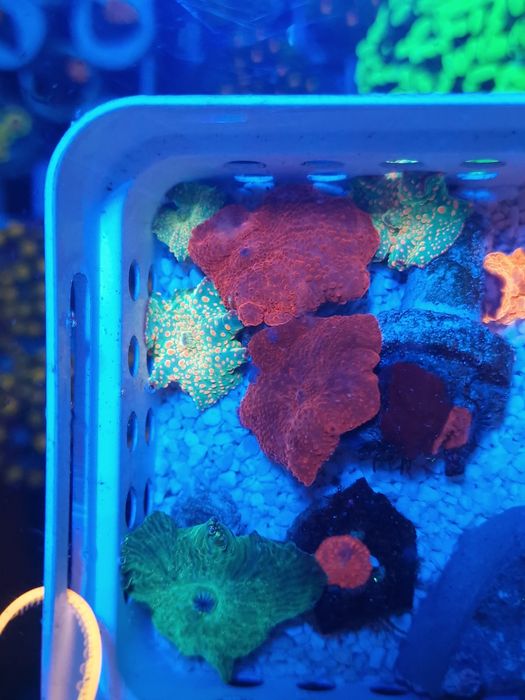 Corais discossomas e ricordias