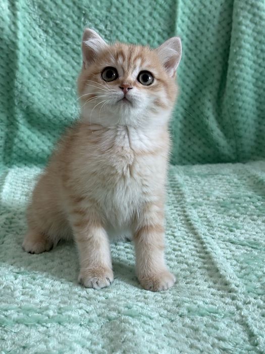 Chłopczyk brytyjski