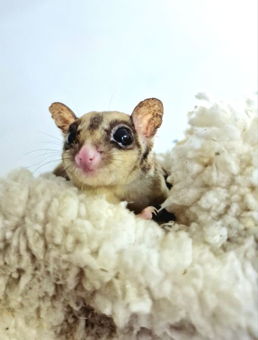 Lotopałanka Karłowata