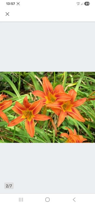 Liliwiec rdzawy kłącza