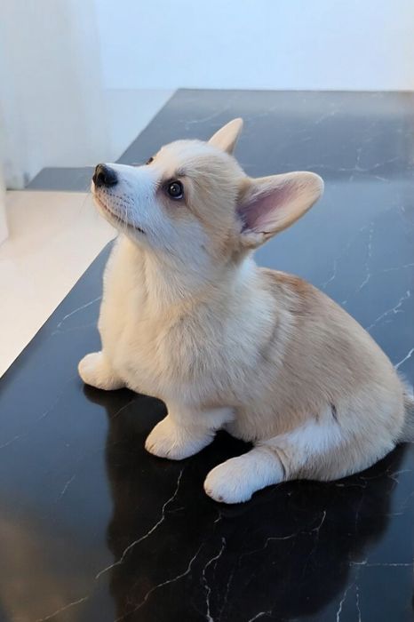 Коргі Пемброк малюки