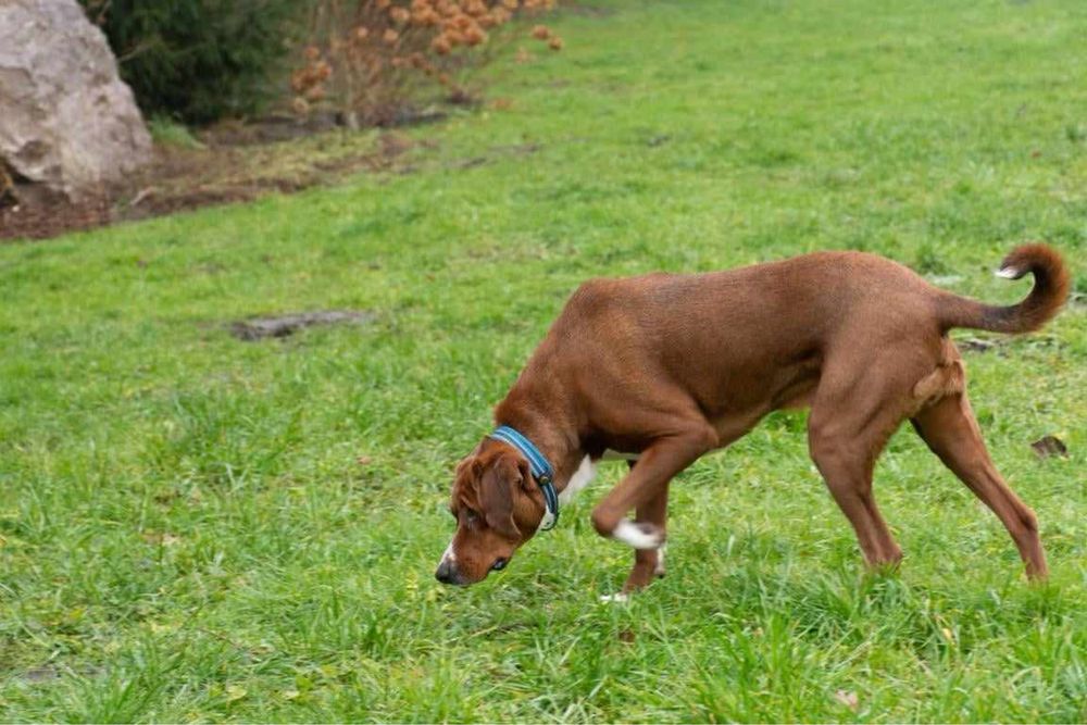 Przyjazny pełen miłości Braun szuka domku
