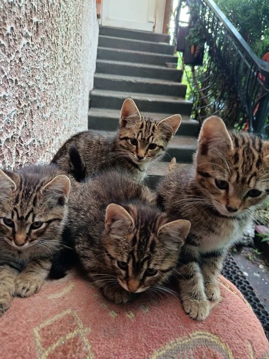 Віддам кошенят в добрі руки.