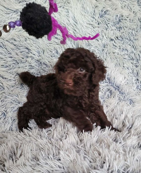 Шоколадний красунчик та наймиліший бешкетник Той ефектний шоколад.Київ