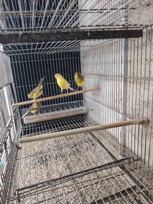 Canários timbrado espanhol