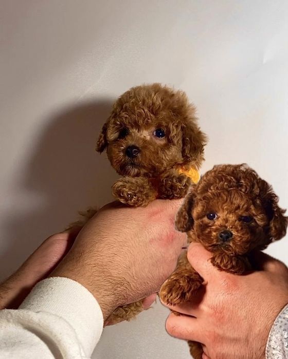 Чудові пухнастики міні мальтипу / той пудель бебі фейс Китай