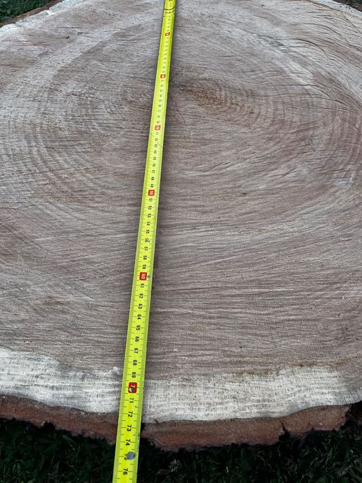 Plaster  Dębowy dąb czerwony)