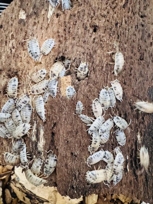 Ekipa sprzątająca, skoczogonki, Prosionki, isopody