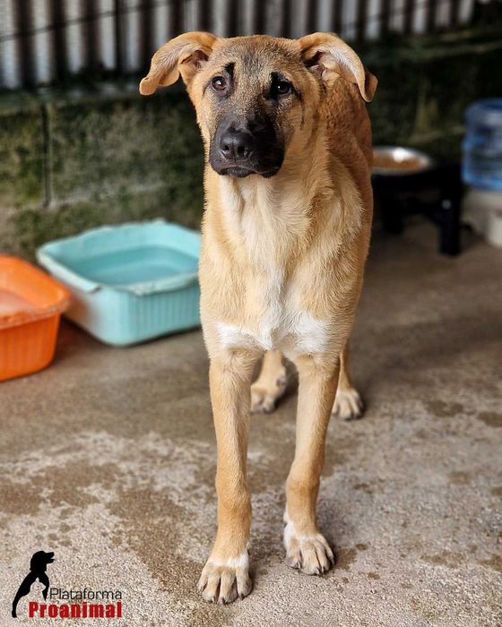 TED - Cãozinho hiper meigo para adoção