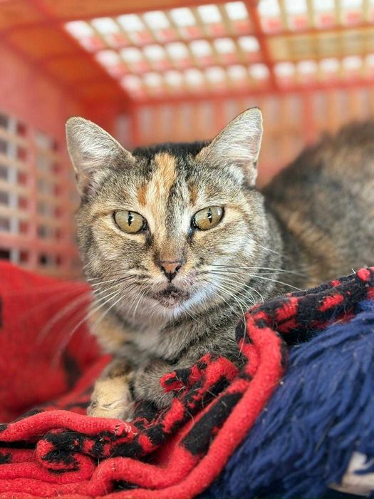 Gata para adoçao (Katiuska)