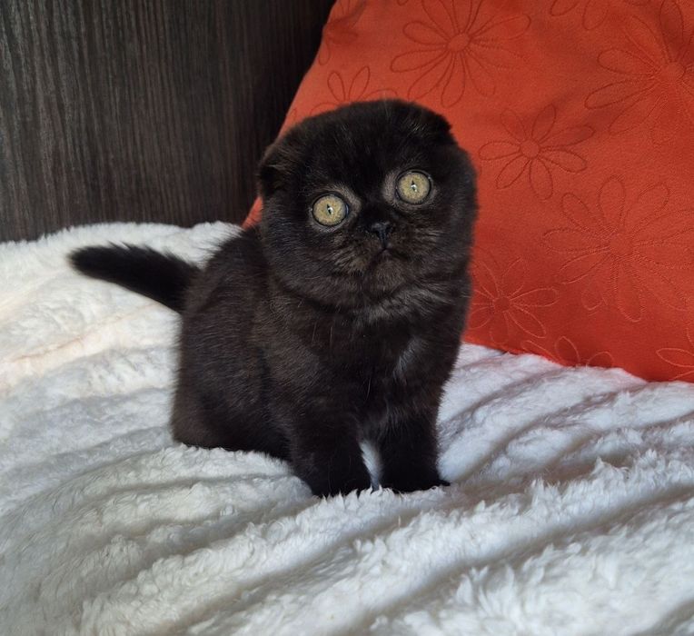 Шотландські кошенята Scottish Fold