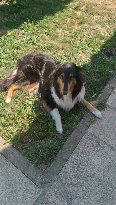 Rough collie procura namorado