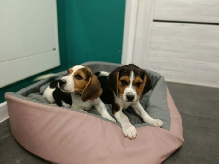 Beagle szczenięta