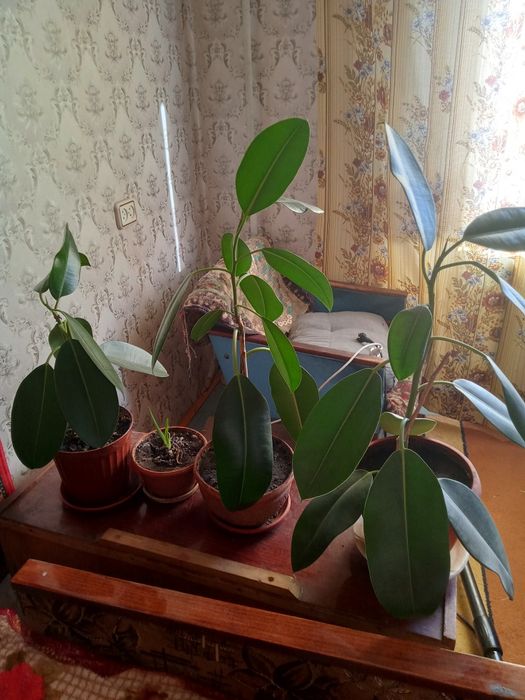 Фикус  каучуконосный.