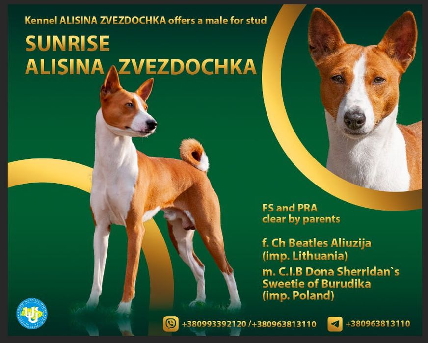 Пес басенджі, в'язка