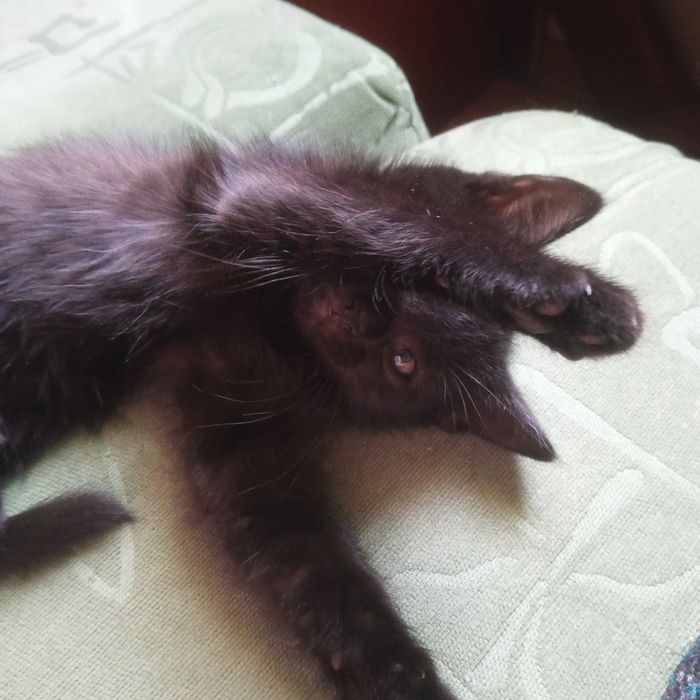 Кошенята шукають родину.