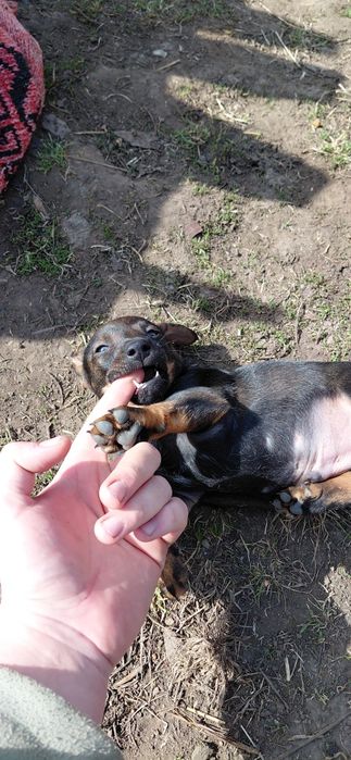 Продаж цуценят такси