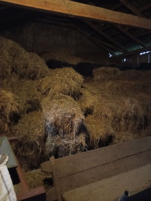 Siano i słoma w kostkach