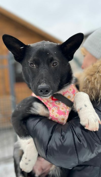 Murzynek błaga o dom ...