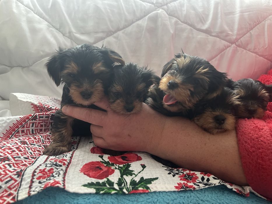 Продам цуценят Йоркширського тер'єра