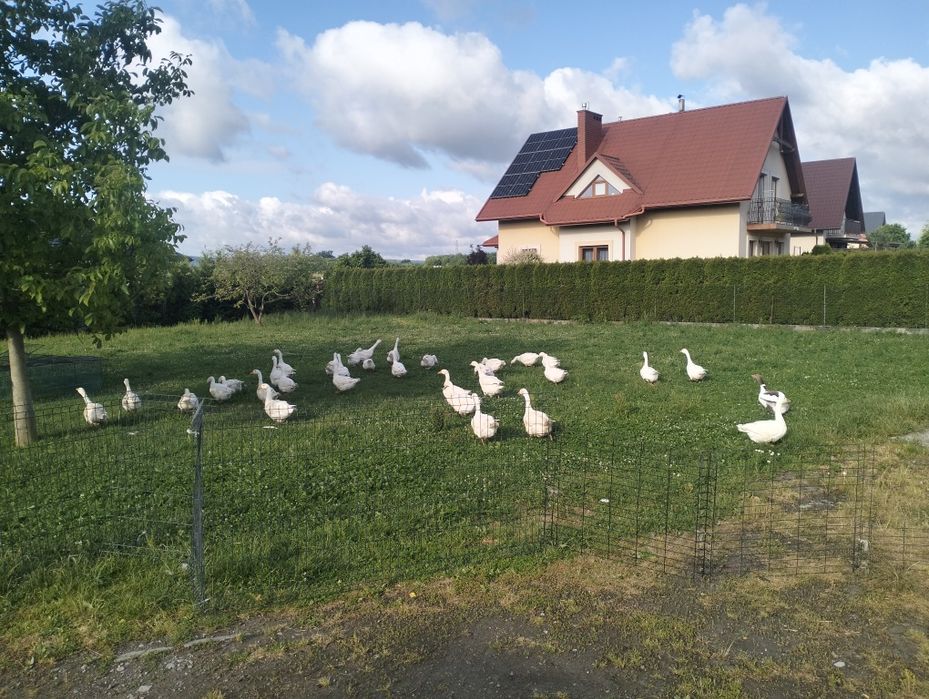Zapisy na Gęsi kałudzkie