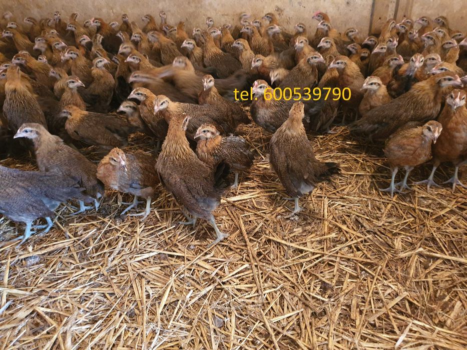 Kurki kokoszki nioski Zielononóżki zapisy transport Gratis