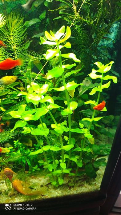 Акваріумні рослини