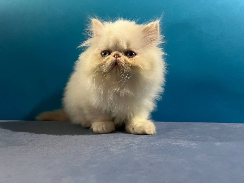 Персидські кошенята