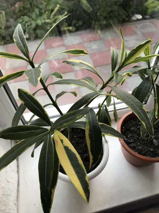 Олеандр  ряболистий