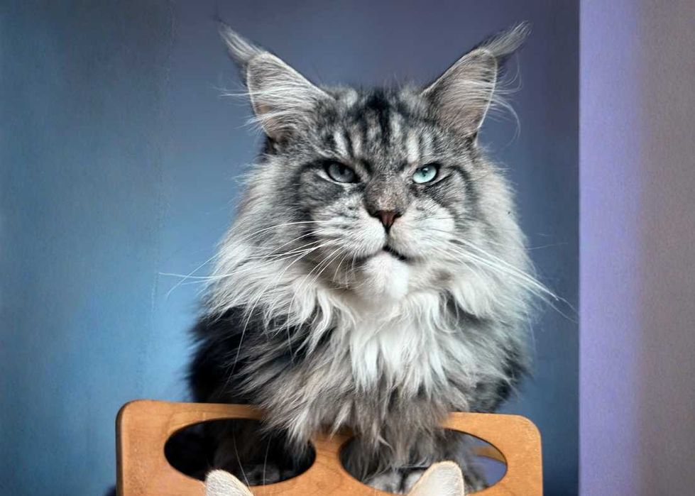 Купити! Ексклюзивні кошенята породи Мейн-кун/Maine coon