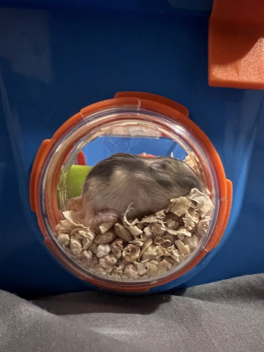 Хомячки джунгарики