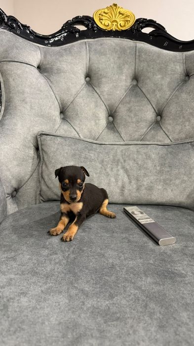 Pinscher miniatura