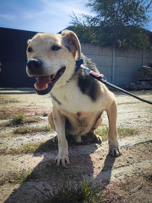 WINSTON - cudowny psi senior czeka na dom