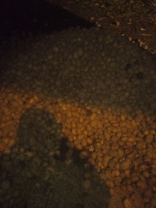 Ziemniak odpadowy big bag transport