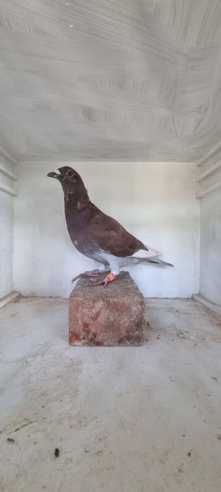 Disponiveis pombos correios machos