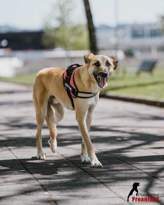 PAULO - Cãozinho para Adoção