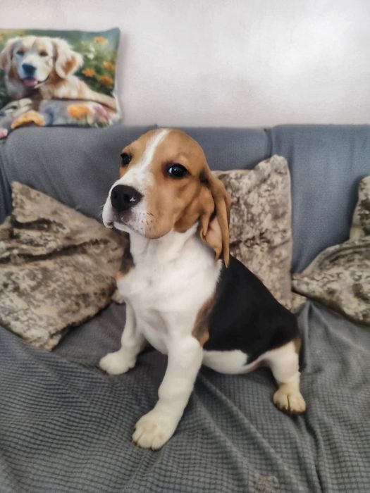 Śliczne Szczenięta Beagle  • GOTOWE DO ODBIORU •