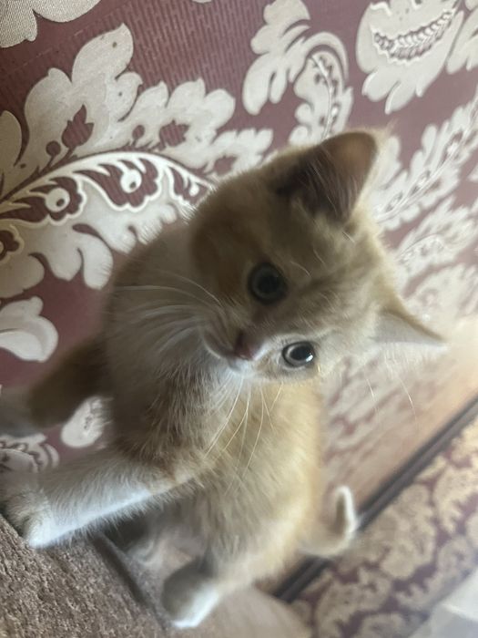 Кошенята дівчинки