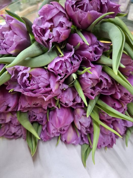 Свіжий зріз тюльпанів від виробника на опт