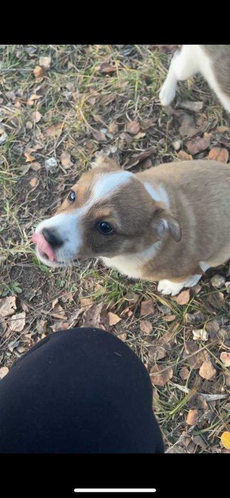 Віддамо безкоштовно цуценят