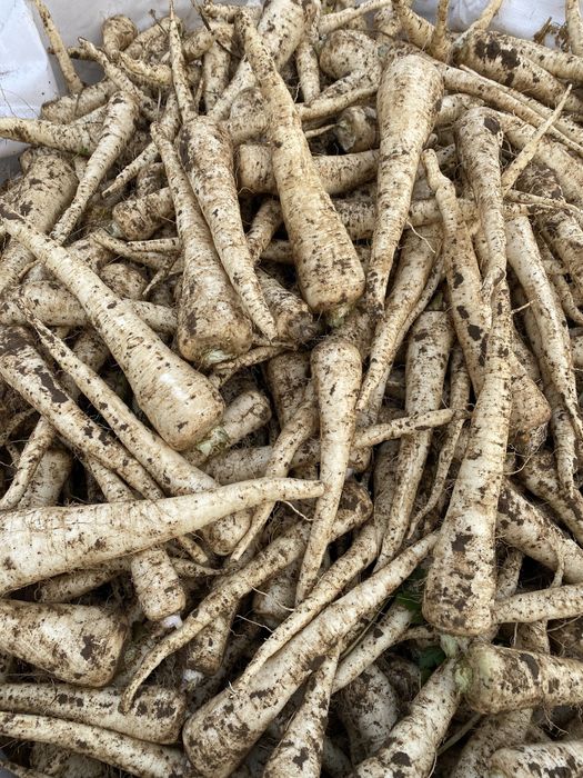 Pietruszka, odmiana eaglo.