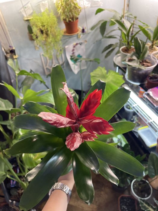 Кімнатна рослина фрієзія