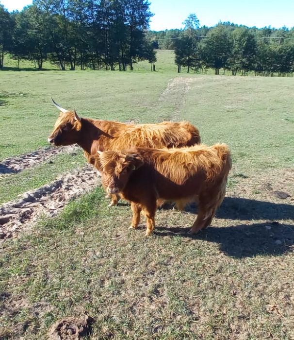 Szkockie Krowy Wysokogórskie (Highland Cattle)
