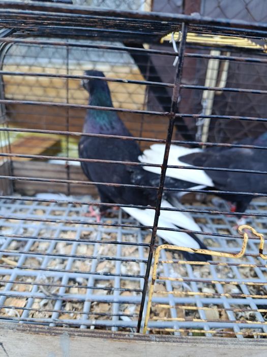 Sprzedam gołębie czaposze