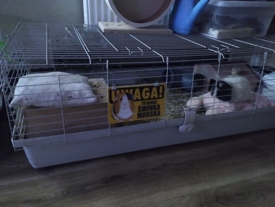 Świnki morskie z klatką