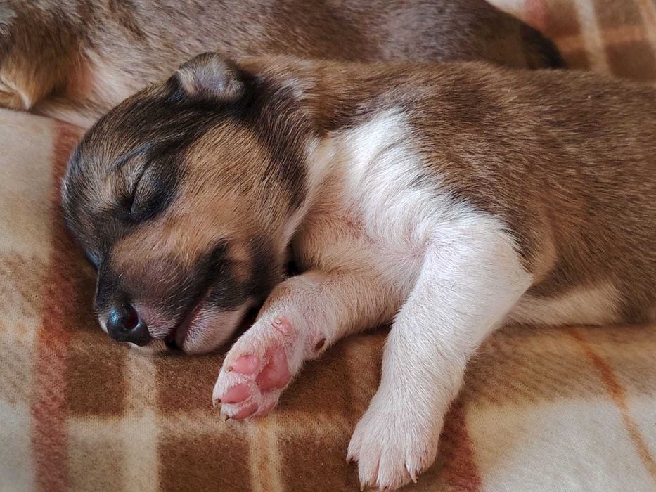 Dostępny śliczny piesek Owczarek Szkocki Długowłosy