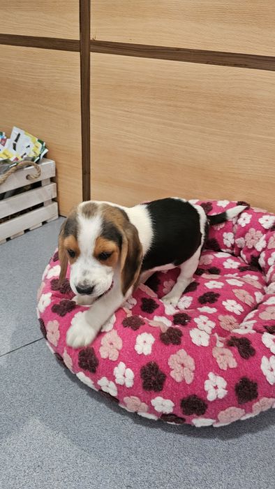 Beagle fêmea tricolor