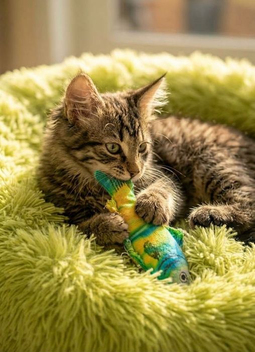 Дуже гарний кошеня-муркотунчик шукає родину.