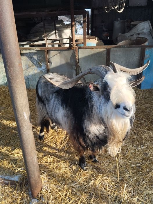 Продам козла на плем'я
